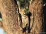 South Luangwa